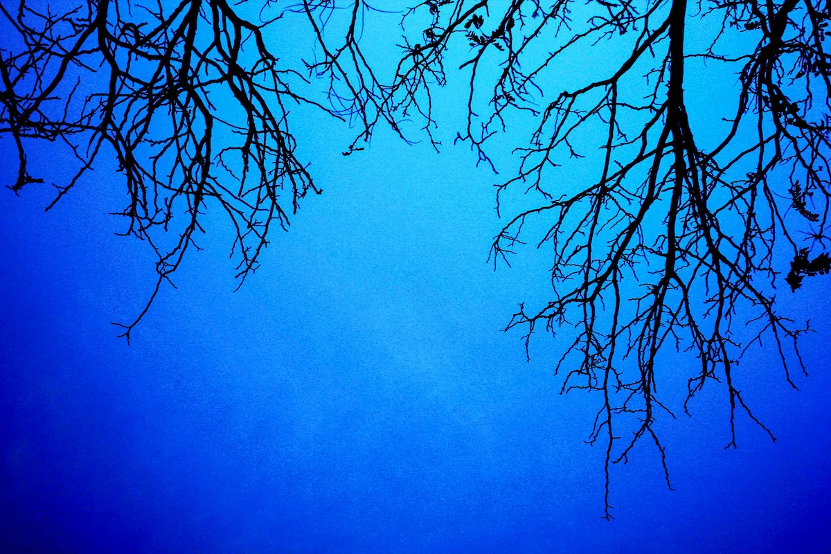 Branches 2