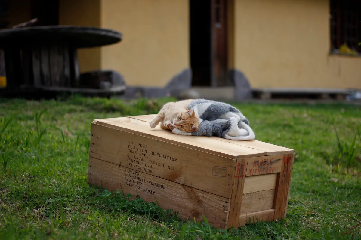 Cat on Box