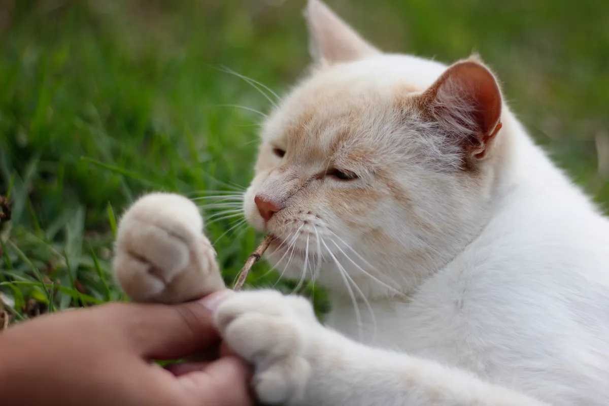 Cat with Stick