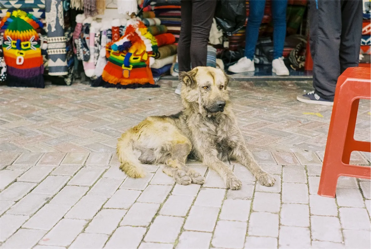 Ecuador Street Dog