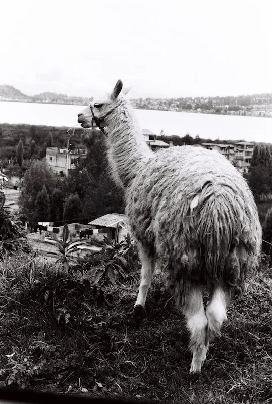 Ecuador Lama