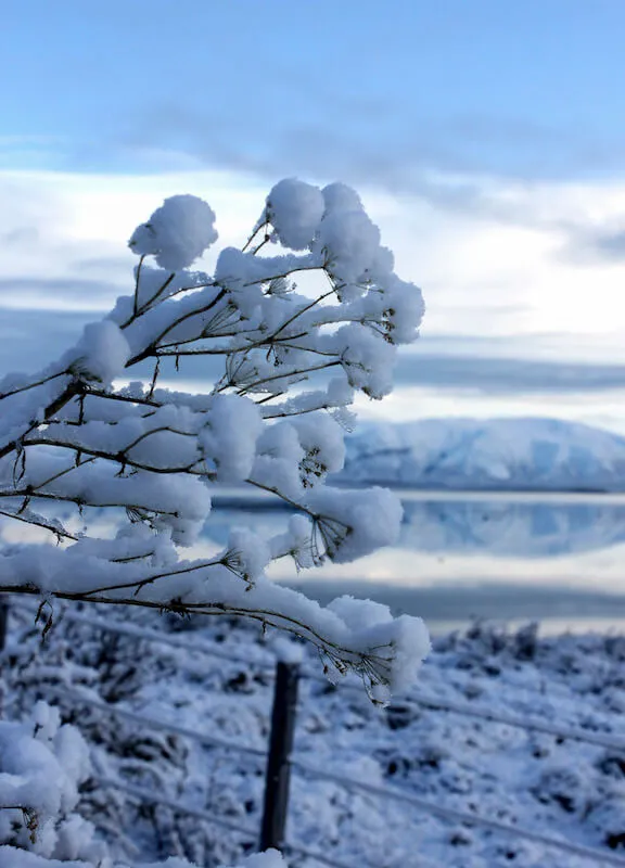 Frozen Branches