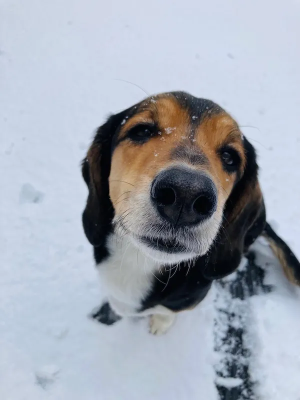 Morita in the Snow 3 (Dog)